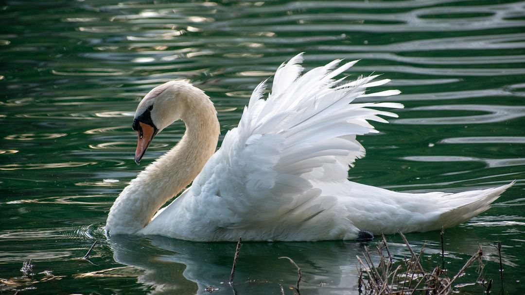 The Animal Spirit Hidden Behind Every Zodiac Sign’s Personality