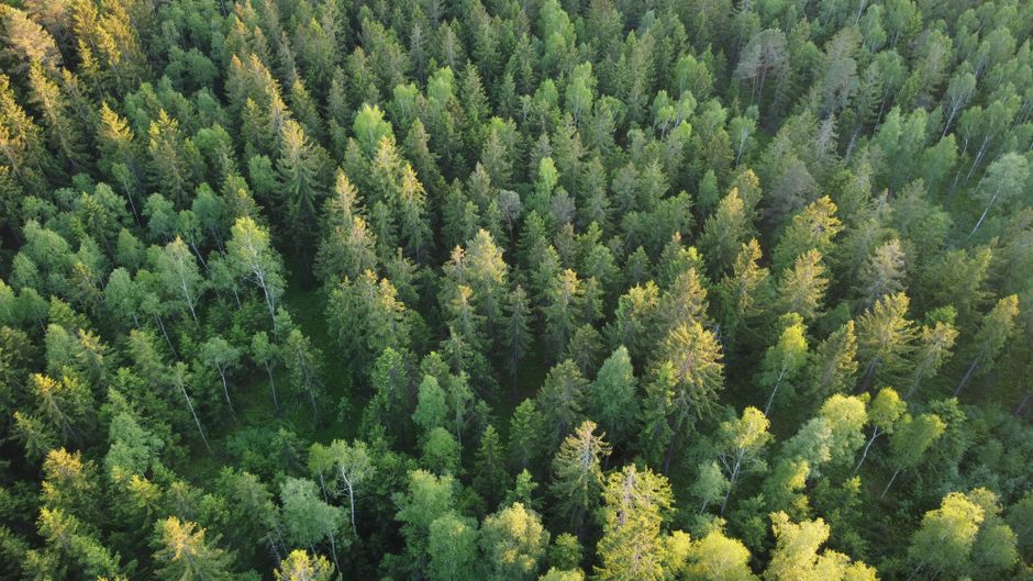 The Boreal Forest in Northern Canada Is Migrating Northward at a Rate That Has No Parallel in Any Climate Record