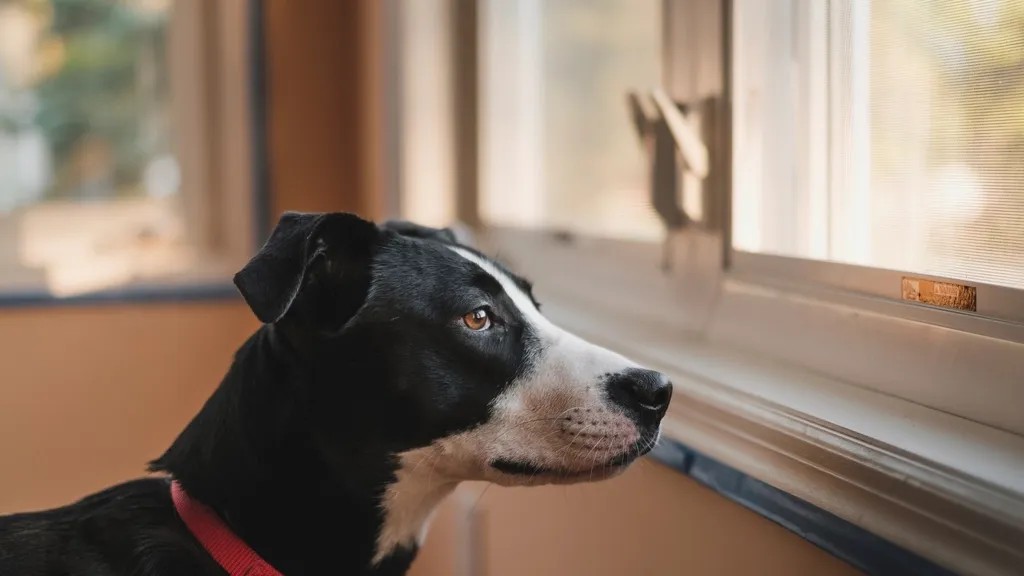 What Happens to Your Dog's Brain in the 3 Hours After You Leave
