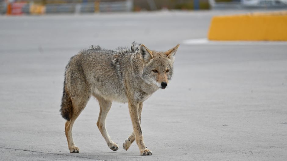The Surprising Reason Coyotes Thrive in Major American Cities