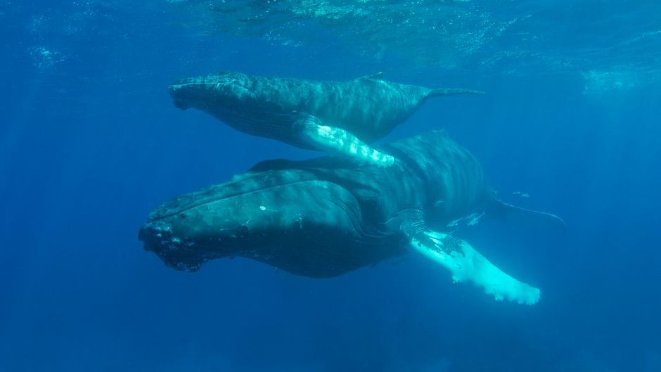 Marine Biologists Found A Pod of Humpback Whales Swimming Mysteriously Silent Off California – And They Have No Idea Why