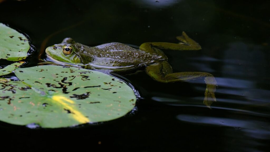 What Scientists Say It Means When Frogs Suddenly Stop Calling at Night