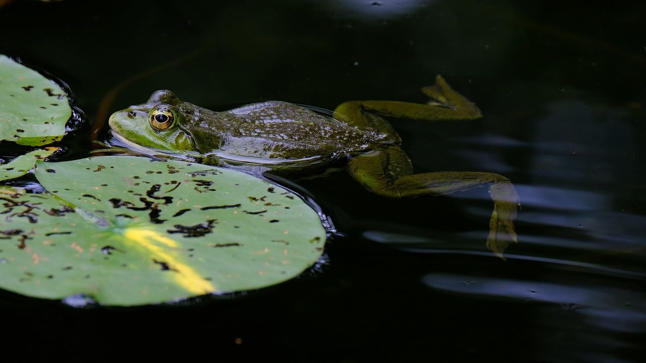 What Scientists Say It Means When Frogs Suddenly Stop Calling at Night
