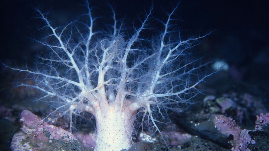 15 Things Recovered From the Ocean Floor That Have No Classification Under Any Current System of Marine Biology