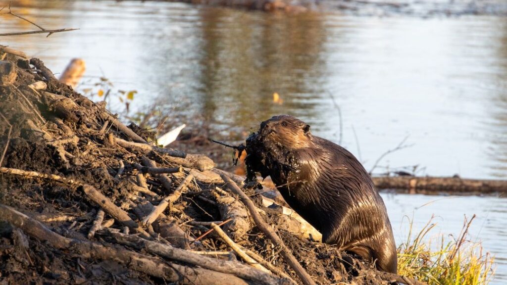 17 Wildlife Species Currently Rebuilding Ecosystems Across America in Ways That Biologists’ Models Did Not Project