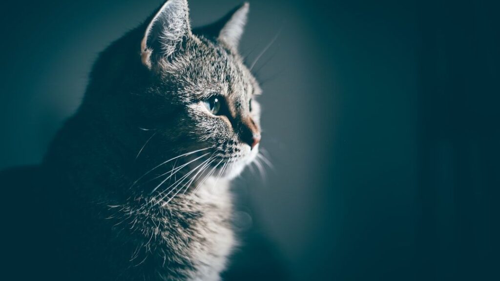 Animal psychology says cats staring at blank walls are tracking ultraviolet light waves invisible to humans