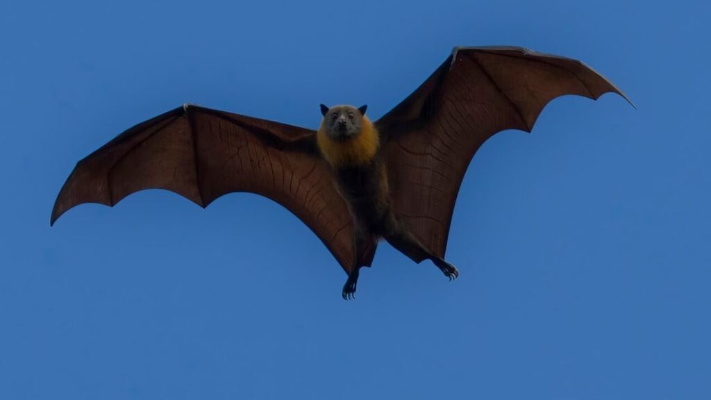 What It Means When Bats Begin Gathering Around Your Home After Sunset