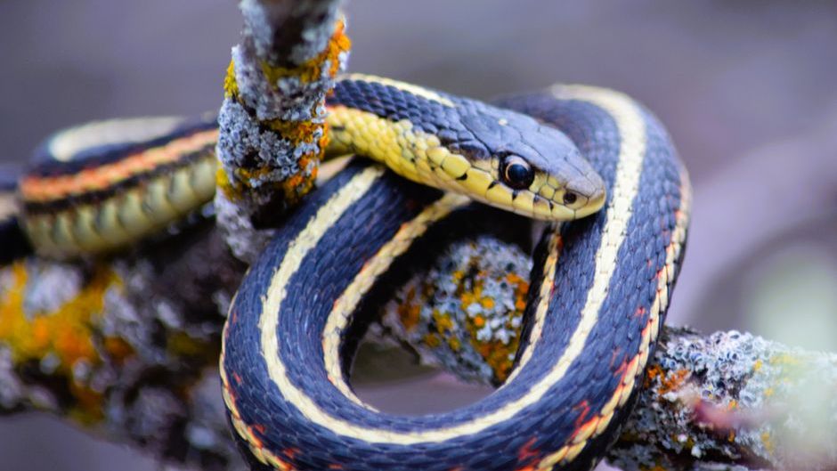 10 Strange Facts About Garter Snakes That Make Them Backyard Survivors