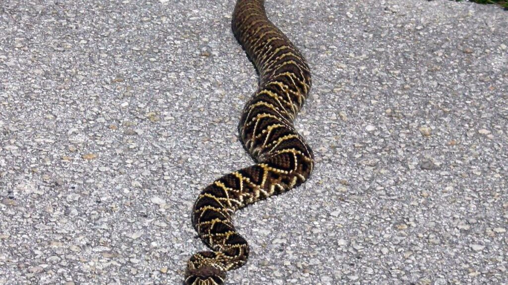 15 Most Dangerous Snakes in North America