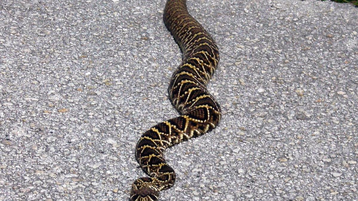 15 Most Dangerous Snakes in North America