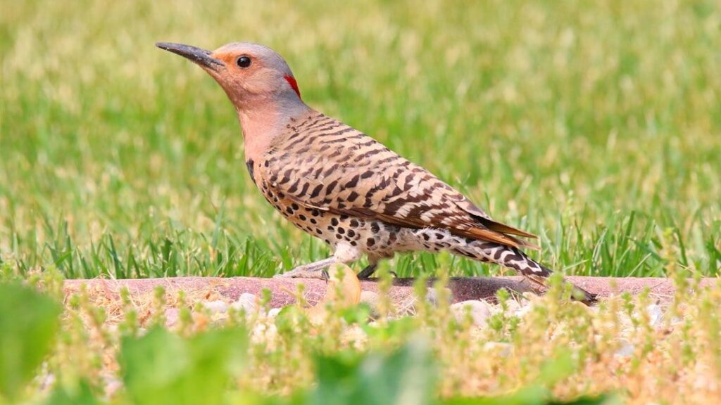 10 Fascinating Facts About Northern Flickers That Set Them Apart From Other Woodpeckers