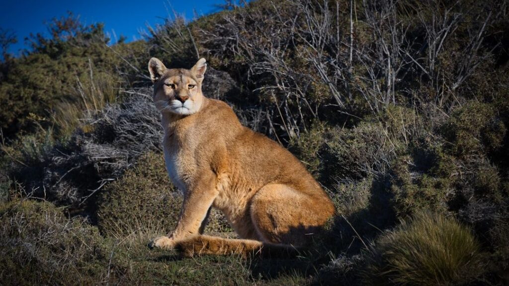 What It Means When Mountain Lions Are Spotted Near Small Towns