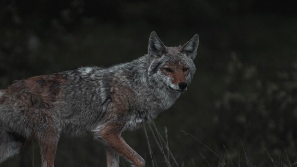 What Wildlife Experts Say When You Hear Coyotes Every Night