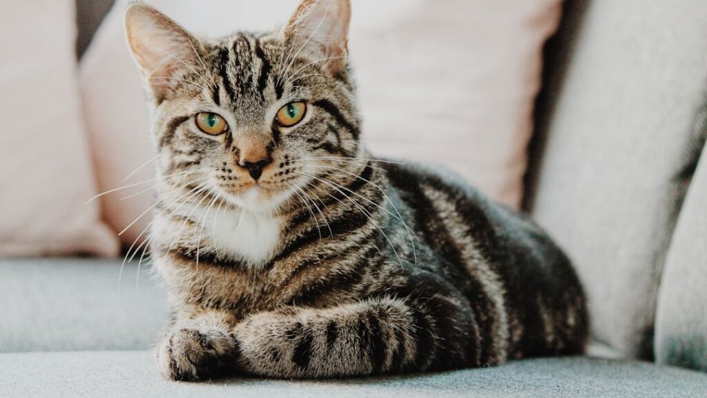 Cats Actually Think Humans Are Just Giant, Clumsy Kittens - Here Is Proof!
