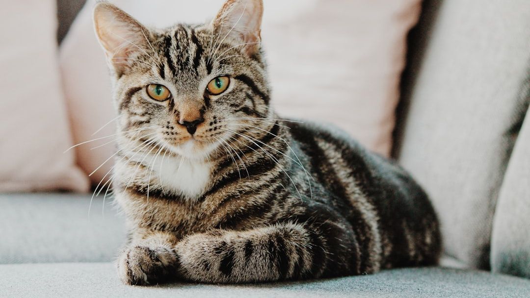 Cats Actually Think Humans Are Just Giant, Clumsy Kittens – Here Is Proof!