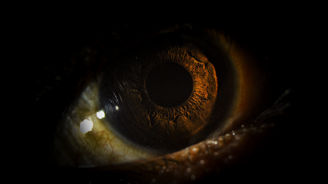 Why The Human Eye Takes So Long To Adjust To The Dark