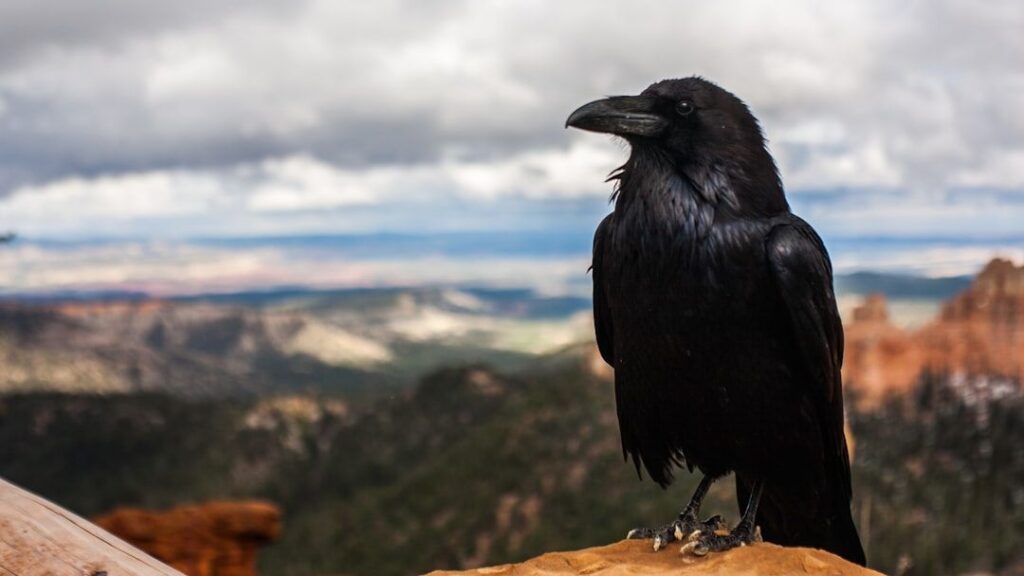 The One Thing Crows Do Before a Storm That Meteorologists Now Use to Predict Tornado Formation 6 Hours Early