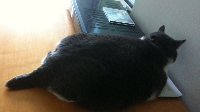 If Your Cat Suddenly Sits Facing the Wall for Hours, Veterinary Neurology Says They're Experiencing a Neurological Event You Need to Recognize