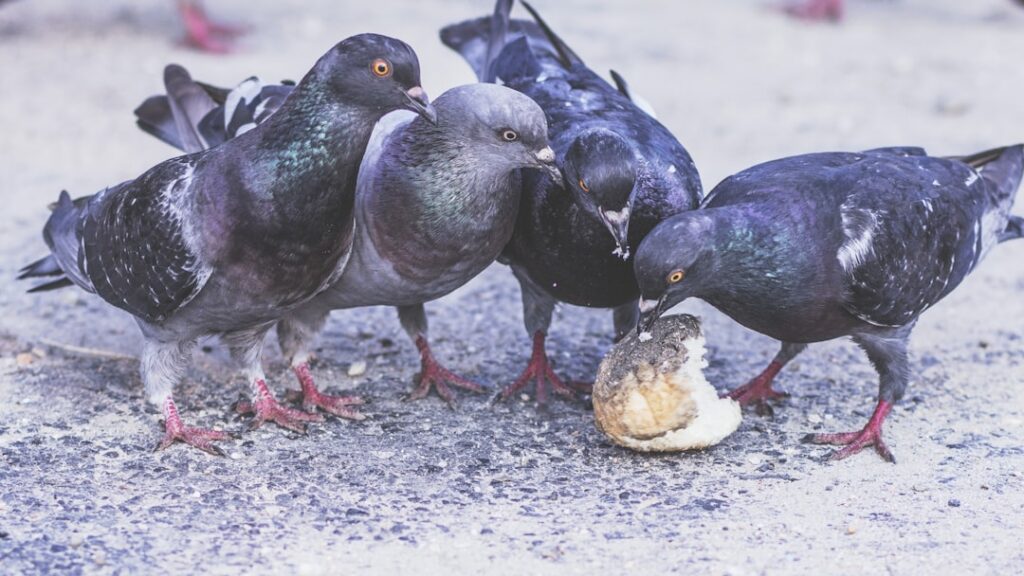 8 Animals That Have Been Documented Outsmarting Humans in Controlled Experiments – and the Species at the Top of the List Was Not the One Researchers Expected