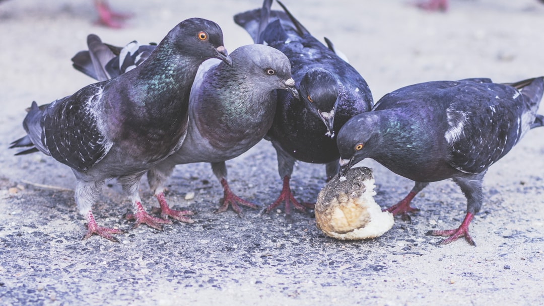 8 Animals That Have Been Documented Outsmarting Humans in Controlled Experiments – and the Species at the Top of the List Was Not the One Researchers Expected