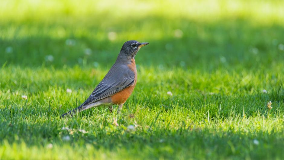 Wildlife Research Says When Birds Suddenly Go Silent in Your Yard They Are Not Resting – Every Species in That Space Has Received a Signal You Almost Certainly Missed