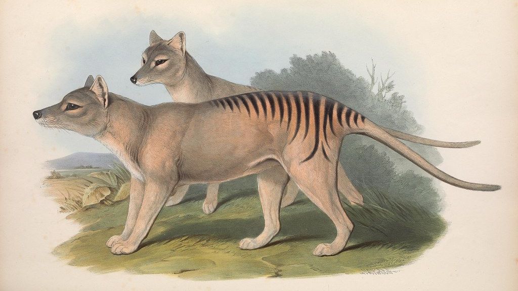 Which Extinct Megafauna Matches Your Personality Type – and Why the One You Get Says More About Your Instincts Than Your Preferences