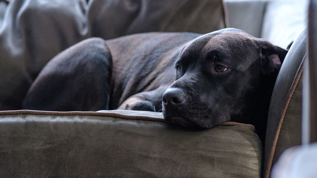 Behavioral Science Says When a Dog Sighs Beside You on the Couch It Is Not Boredom – Something in Its Limbic System Triggered a Release That Mirrors Human Contentment
