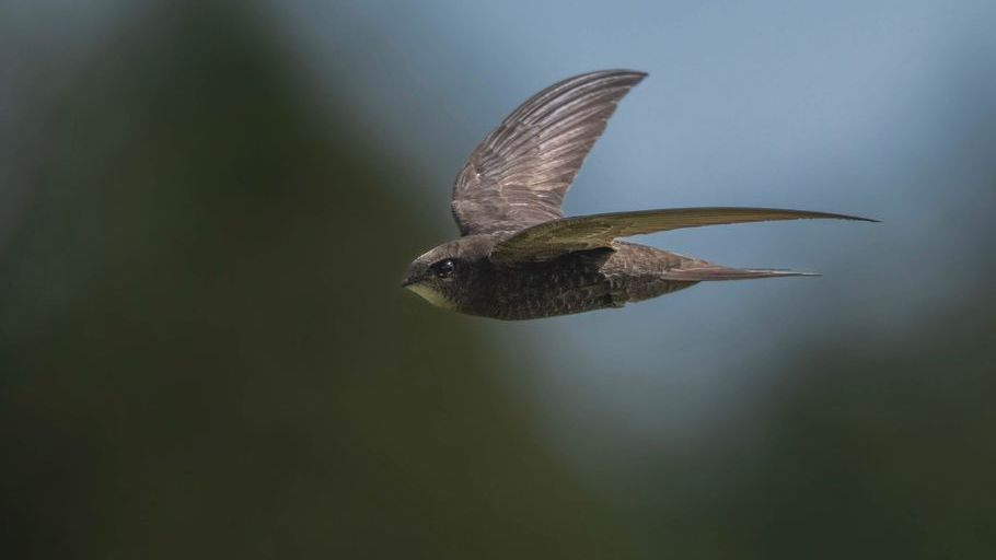 The Fastest Bird in Level Flight Is Not the Peregrine Falcon – That Record Belongs to a Species That Almost No One Can Identify on Sight