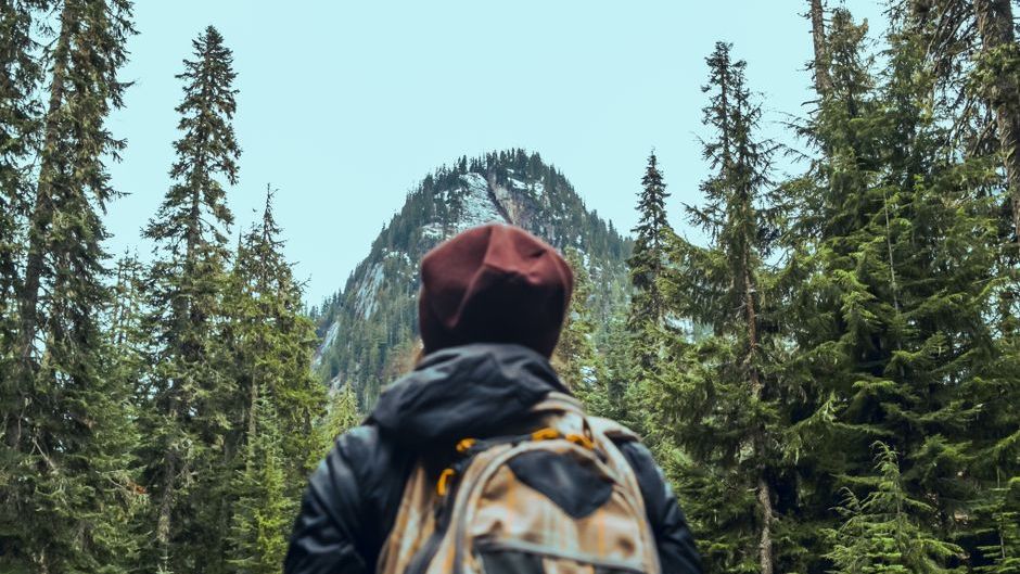 9 Things Wildlife Trackers Notice in the First 60 Seconds in Any Forest That Most People Walk Past Their Entire Lives