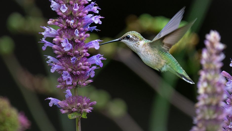 10 Garden Flowers That Hummingbirds Visit Throughout Summer