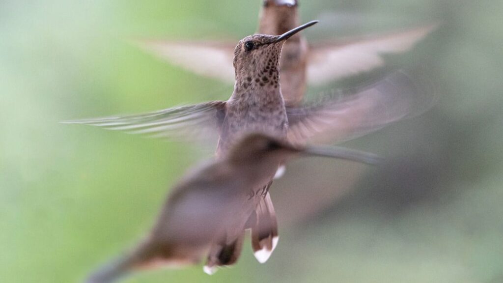 12 Things Hummingbirds Do Minutes Before a Tornado (That Scientists Are Only Now Understanding)