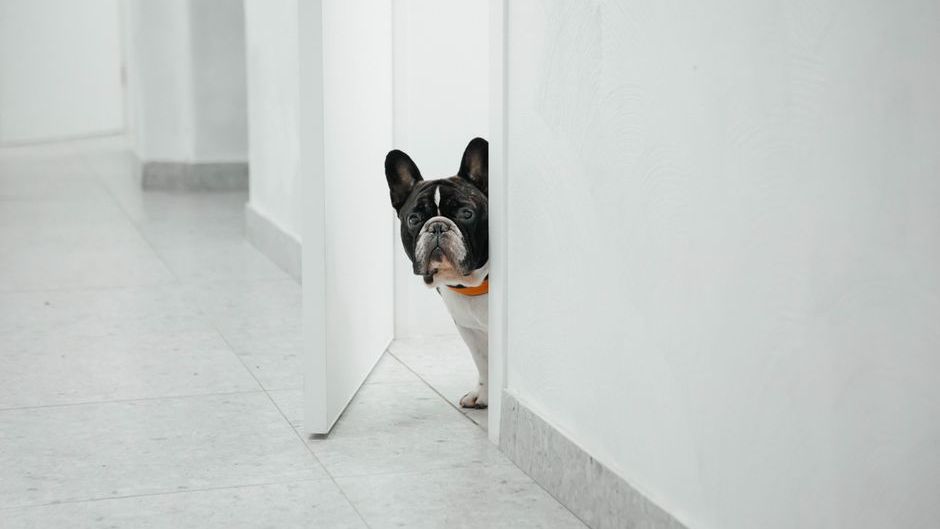 Psychology Says When Your Dog Refuses to Enter a Specific Room They're Detecting a Threat Humans Evolved to Ignore