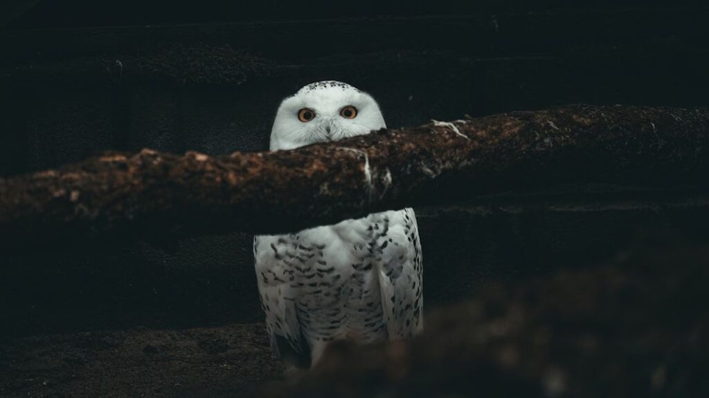 What It Means When Owls Land on Your Roof at 3 AM (According to Wildlife Biologists and 150 Years of Folklore)