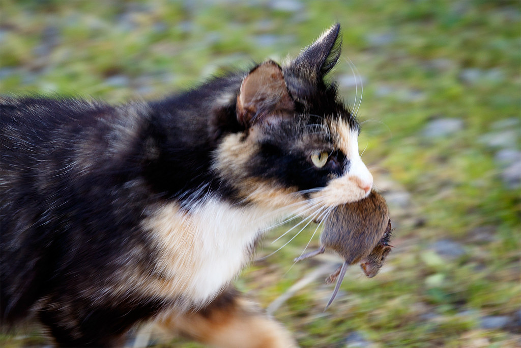 Animal Behavior Research Says When Your Cat Brings You a Dead Animal It Is Not Affection – It Has Classified You as Something That Cannot Hunt and Needs Help
