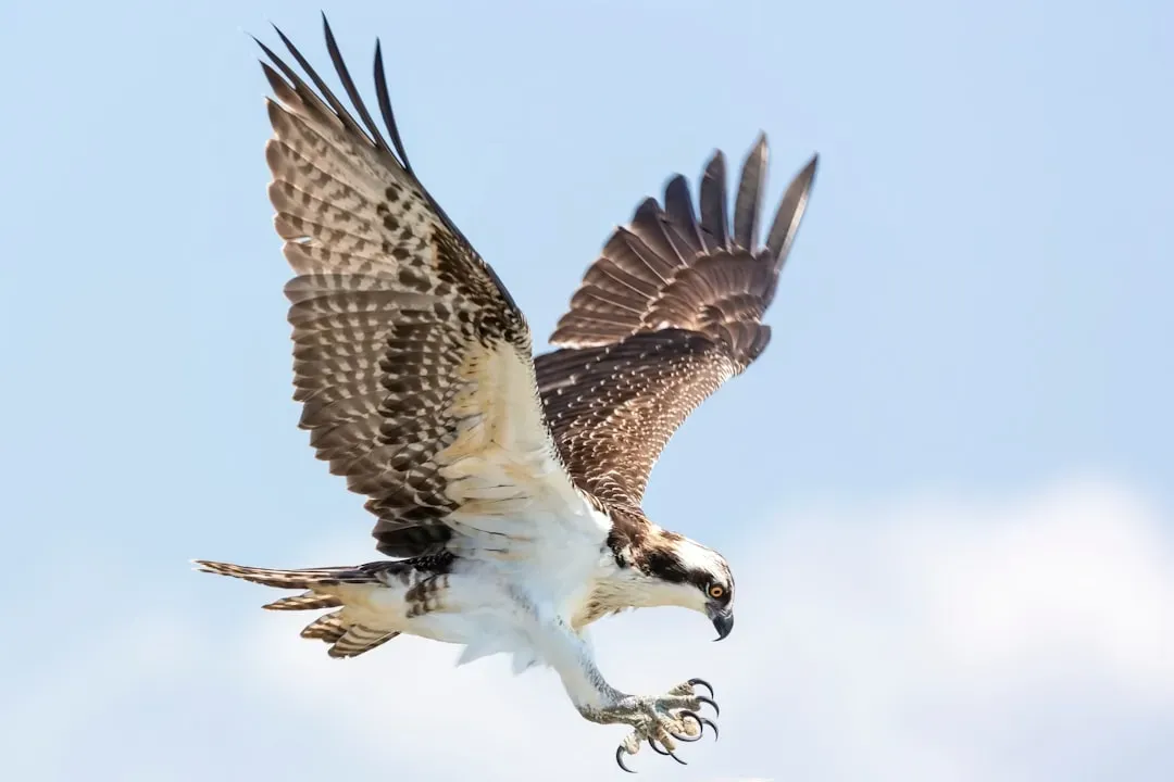 11 Amazing Facts About Ospreys That Make Them Elite Fish Hunters