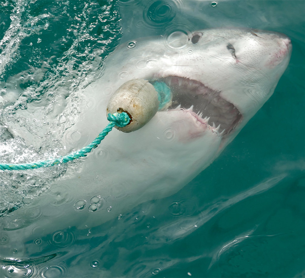 Objects Marine Biologists Have Found Inside Great White Sharks That Defy Every Known Pattern of Feeding Behaviour