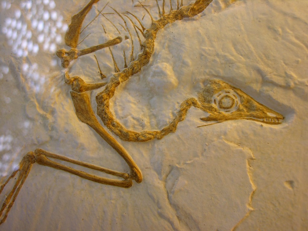 The Fossil That Rewrote Dinosaur History and the Scientists Who Were Initially Dismissed for It