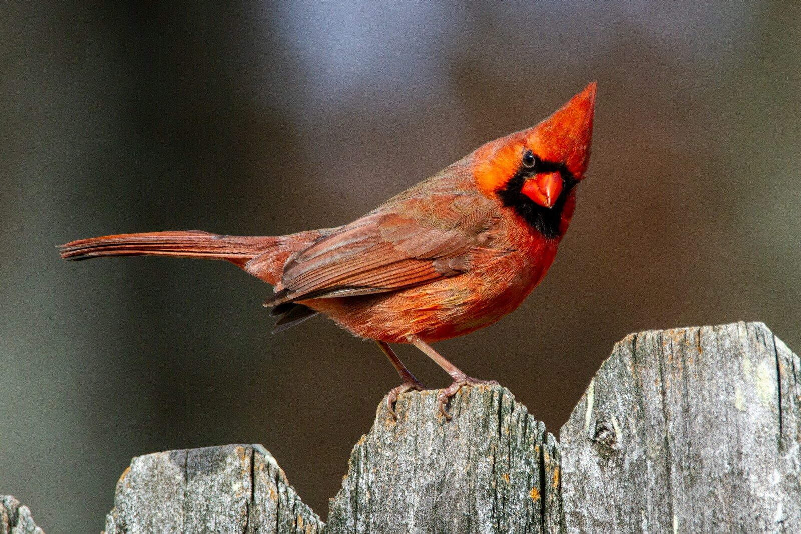 How to Work With Cardinal Symbolism in a Healthy Way