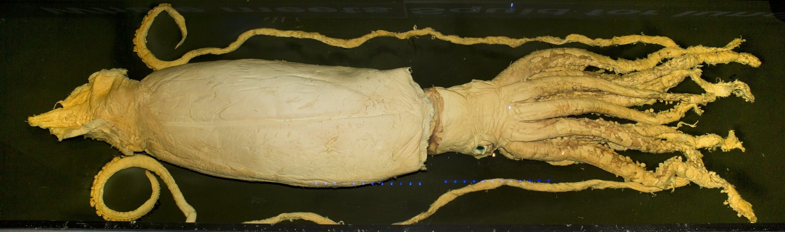 Sagittarius – The Deep-Sea Giant Squid: Facing the Mythic Unknown