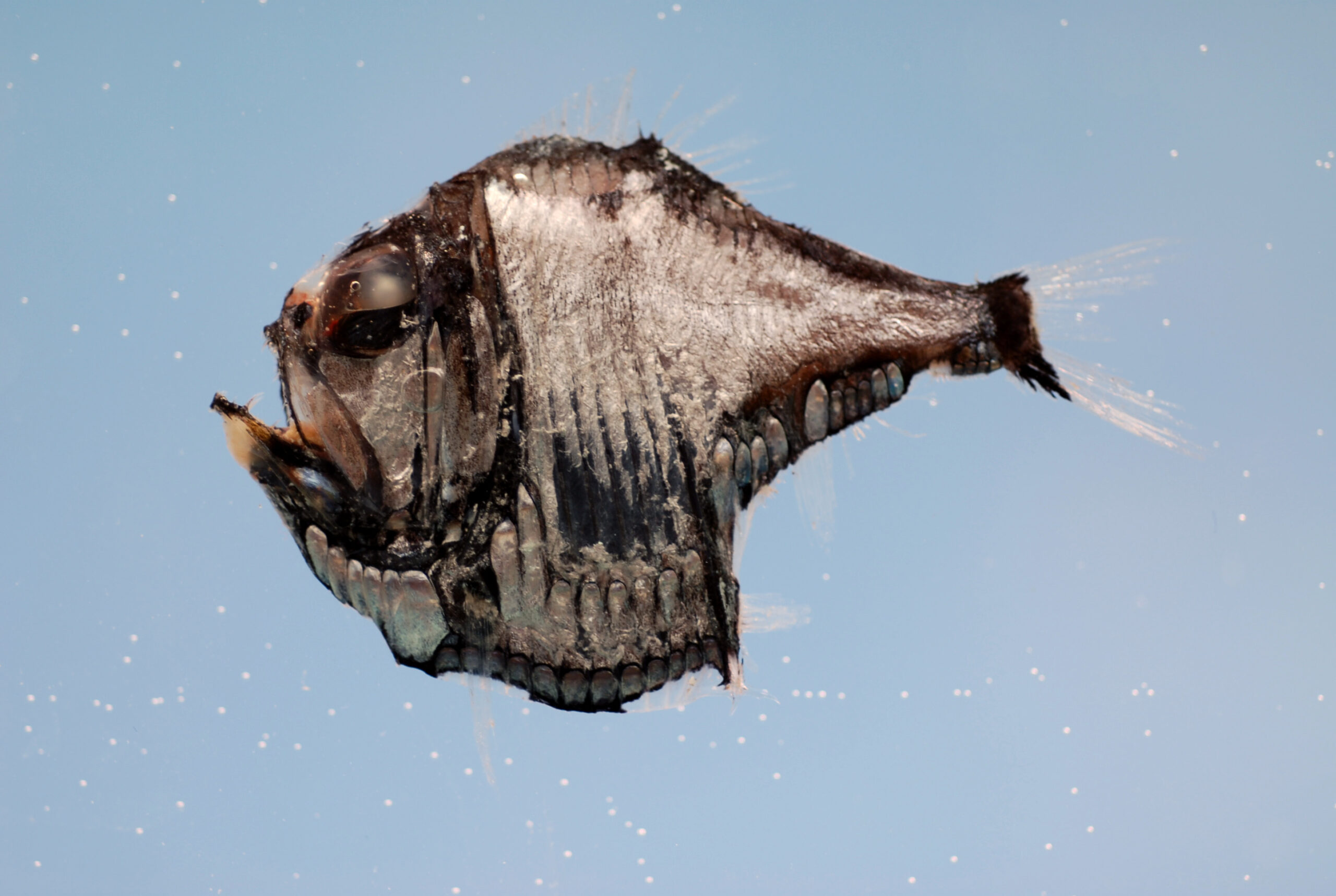 Pisces – The Deep-Sea Hatchetfish: Reflecting and Disappearing into the Dark