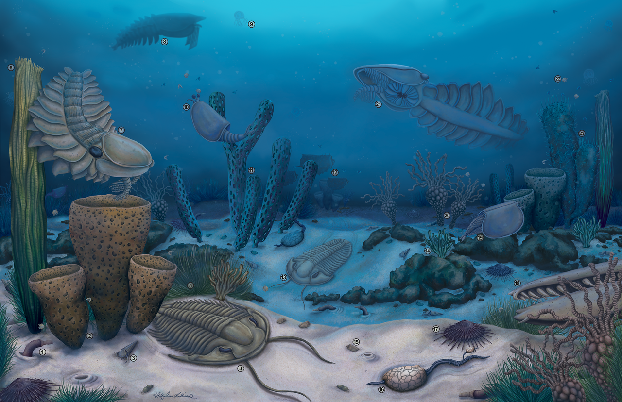 Connections to the Cambrian explosion: coincidence or deeper link?