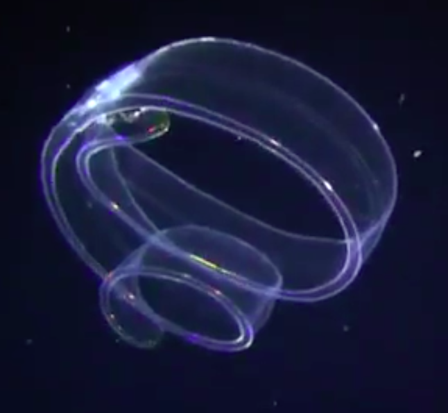 4. Transparent Ribbon Forms Without Clear Anatomy