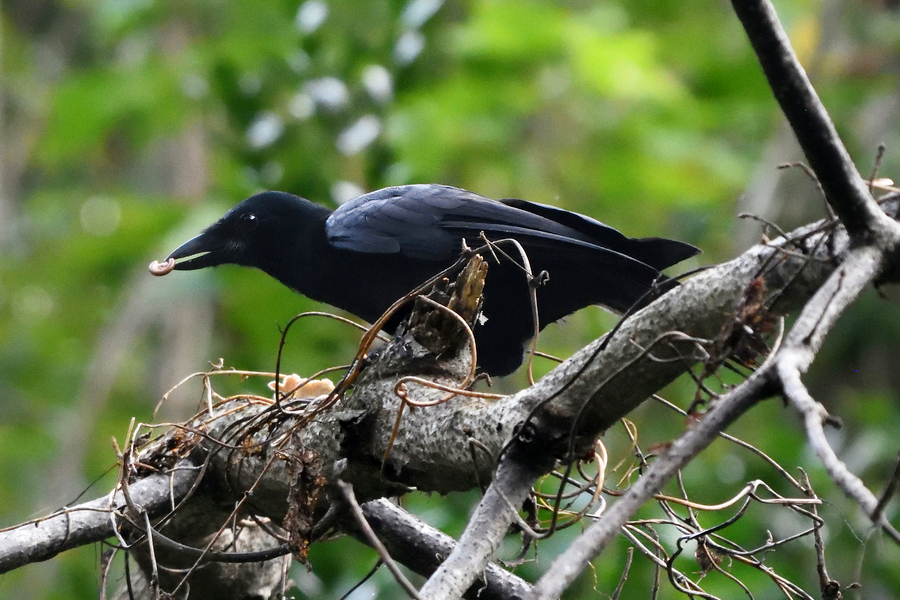 1. New Caledonian Crows: The Engineers That Beat Children at Physics Puzzles