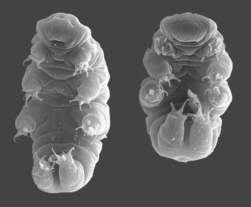 NASA Confirmed That Tardigrades Survived Open Space Exposure for Over a Year – What They Found When the Specimens Were Revived Was Not What the Mission Had Been Designed to Test