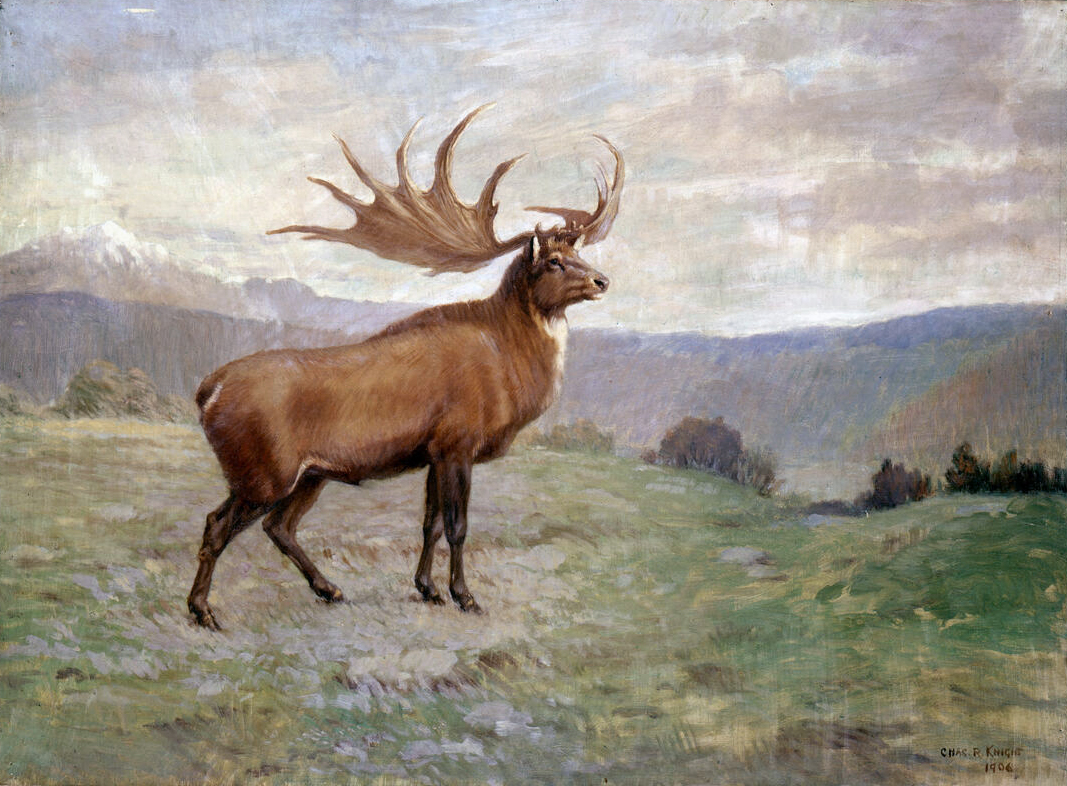 Irish Elk (Giant Deer) – The Showstopper Who Lives for Signal and Story