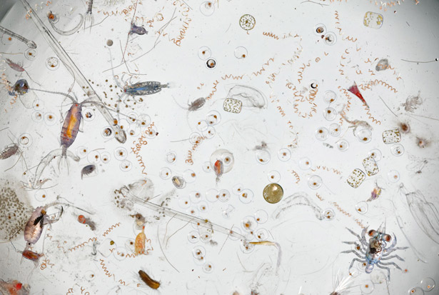 Most of These Creatures Do Not Even Have Names 