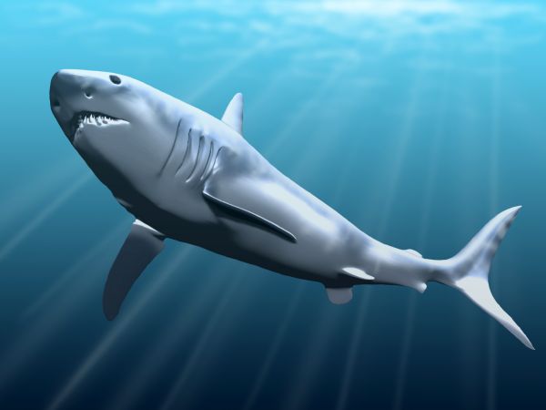 Megalodon: The Whale-Crushing Antihero You Can’t Ignore