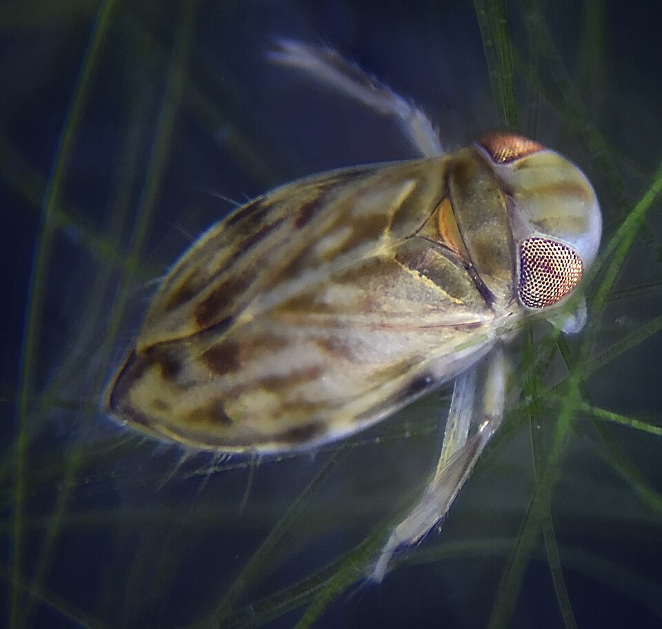 The Loudest Animal on Earth Relative to Its Body Size Is Not a Lion or a Whale – It Lives in Freshwater Ponds and Most People Have Never Noticed It