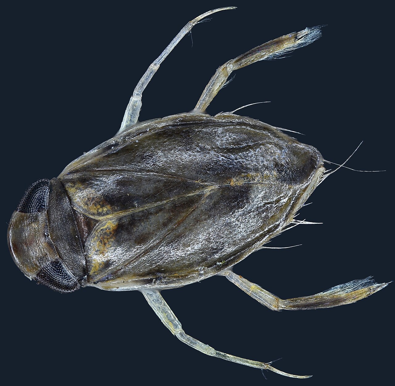 The Tiny Pond Insect That Outscreams Giants 