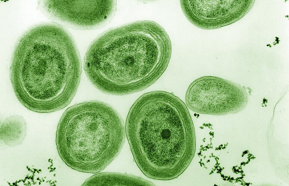 Prochlorococcus And Friends: The Smallest Oxygen Engines On Earth